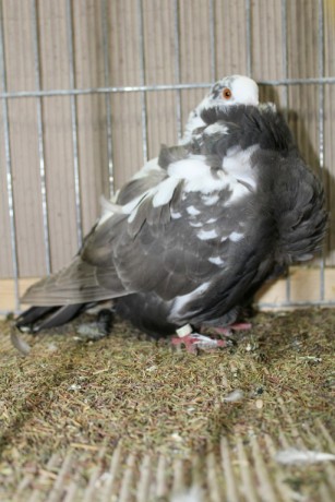 Cinsky holub, chinese owl pigeon, Chinesentaube 019 Lipsia 2017