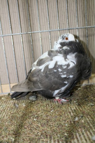 Cinsky holub, chinese owl pigeon, Chinesentaube 020 Lipsia 2017