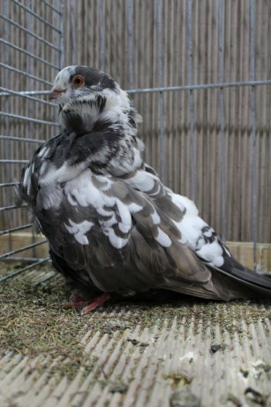 Cinsky holub, chinese owl pigeon, Chinesentaube 021 Lipsia 2017
