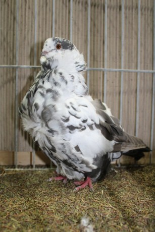 Cinsky holub, chinese owl pigeon, Chinesentaube 022 Lipsia 2017