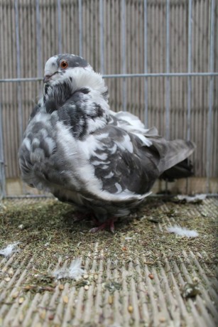 Cinsky holub, chinese owl pigeon, Chinesentaube 023 Lipsia 2017