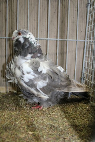 Cinsky holub, chinese owl pigeon, Chinesentaube 024 Lipsia 2017