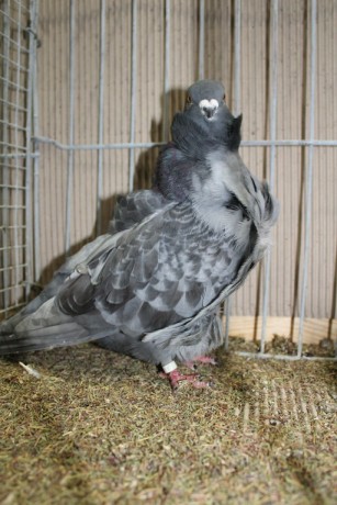 Cinsky holub, chinese owl pigeon, Chinesentaube 026 Lipsia 2017