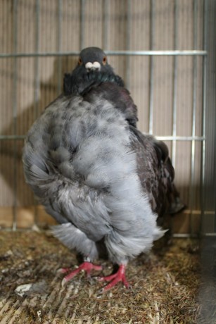 Cinsky holub, chinese owl pigeon, Chinesentaube 027 Lipsia 2017