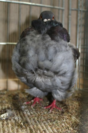 Cinsky holub, chinese owl pigeon, Chinesentaube 029 Lipsia 2017