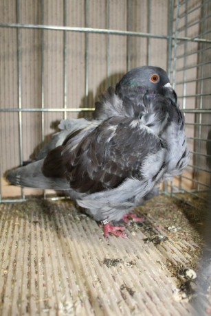 Cinsky holub, chinese owl pigeon, Chinesentaube 030 Lipsia 2017