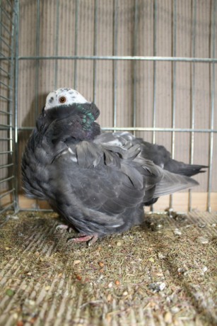 Cinsky holub, chinese owl pigeon, Chinesentaube 031 Lipsia 2017