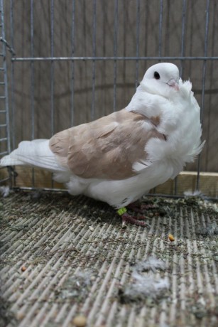 Cinsky holub, chinese owl pigeon, Chinesentaube 038 Lipsia 2017