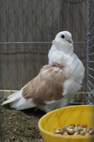 Cinsky holub, chinese owl pigeon, Chinesentaube 039 Lipsia 2017