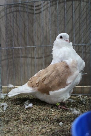 Cinsky holub, chinese owl pigeon, Chinesentaube 041 Lipsia 2017