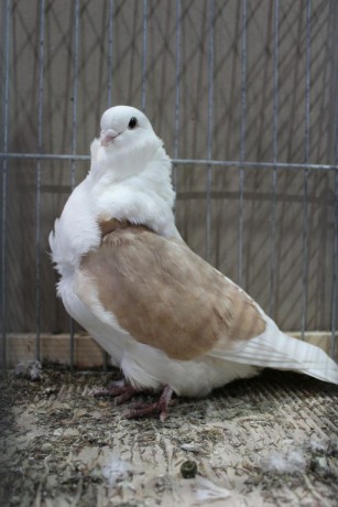 Cinsky holub, chinese owl pigeon, Chinesentaube 042 Lipsia 2017