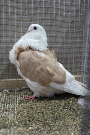 Cinsky holub, chinese owl pigeon, Chinesentaube 045 Lipsia 2017