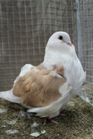 Cinsky holub, chinese owl pigeon, Chinesentaube 049 Lipsia 2017
