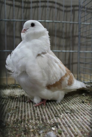 Cinsky holub, chinese owl pigeon, Chinesentaube 054 Lipsia 2017