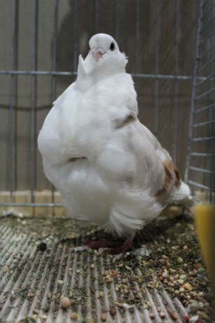 Cinsky holub, chinese owl pigeon, Chinesentaube 056 Lipsia 2017