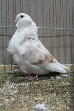 Cinsky holub, chinese owl pigeon, Chinesentaube 058 Lipsia 2017