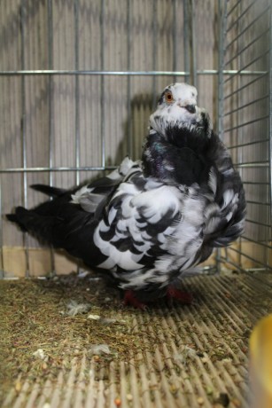 Cinsky holub, chinese owl pigeon, Chinesentaube 068 Lipsia 2017