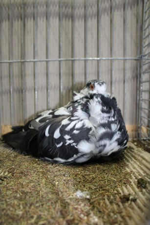 Cinsky holub, chinese owl pigeon, Chinesentaube 074 Lipsia 2017