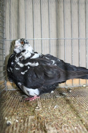 Cinsky holub, chinese owl pigeon, Chinesentaube 075 Lipsia 2017