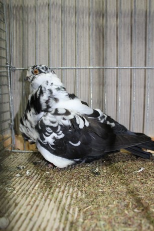 Cinsky holub, chinese owl pigeon, Chinesentaube 077 Lipsia 2017