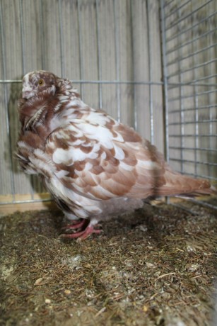 Cinsky holub, chinese owl pigeon, Chinesentaube 078 Lipsia 2017