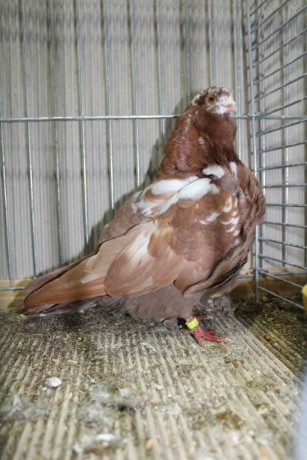 Cinsky holub, chinese owl pigeon, Chinesentaube 079 Lipsia 2017