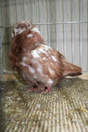 Cinsky holub, chinese owl pigeon, Chinesentaube 080 Lipsia 2017