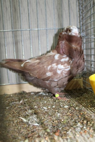 Cinsky holub, chinese owl pigeon, Chinesentaube 081 Lipsia 2017