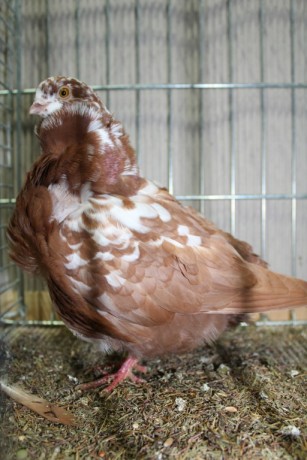 Cinsky holub, chinese owl pigeon, Chinesentaube 085 Lipsia 2017