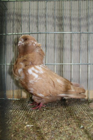 Cinsky holub, chinese owl pigeon, Chinesentaube 087 Lipsia 2017