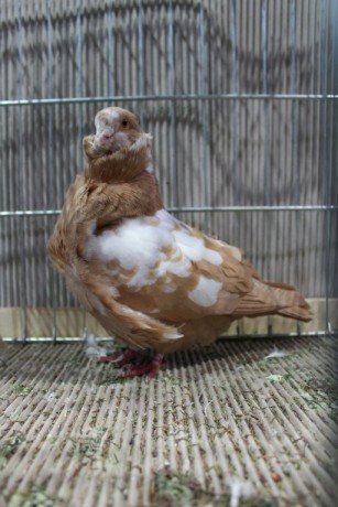 Cinsky holub, chinese owl pigeon, Chinesentaube 088 Lipsia 2017