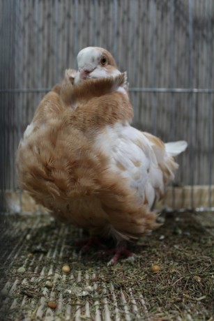 Cinsky holub, chinese owl pigeon, Chinesentaube 089 Lipsia 2017