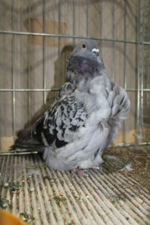 Cinsky holub, chinese owl pigeon, Chinesentaube 098 Lipsia 2017
