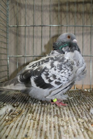 Cinsky holub, chinese owl pigeon, Chinesentaube 100 Lipsia 2017