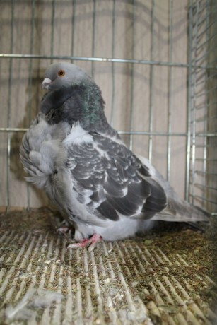 Cinsky holub, chinese owl pigeon, Chinesentaube 101 Lipsia 2017