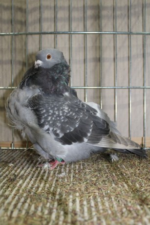 Cinsky holub, chinese owl pigeon, Chinesentaube 102 Lipsia 2017