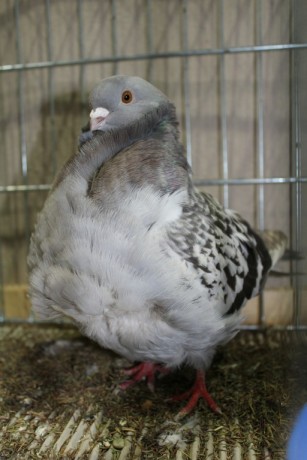 Cinsky holub, chinese owl pigeon, Chinesentaube 103 Lipsia 2017
