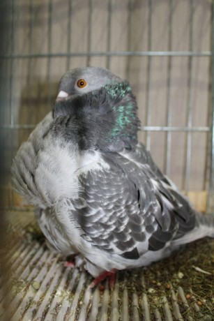Cinsky holub, chinese owl pigeon, Chinesentaube 104 Lipsia 2017