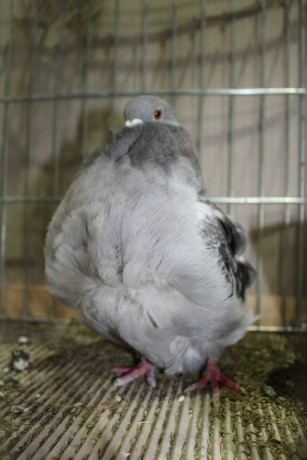 Cinsky holub, chinese owl pigeon, Chinesentaube 106 Lipsia 2017