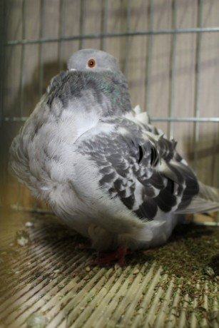 Cinsky holub, chinese owl pigeon, Chinesentaube 107 Lipsia 2017