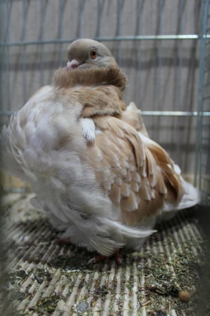 Cinsky holub, chinese owl pigeon, Chinesentaube 108 Lipsia 2017