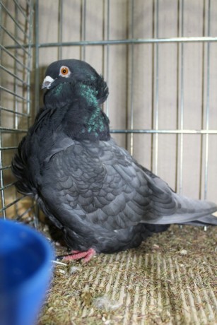 Cinsky holub, chinese owl pigeon, Chinesentaube 111 Lipsia 2017