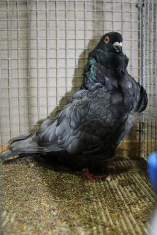 Cinsky holub, chinese owl pigeon, Chinesentaube 112 Lipsia 2017