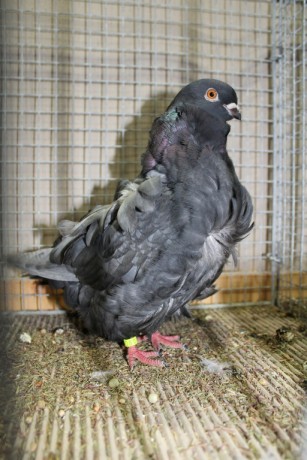 Cinsky holub, chinese owl pigeon, Chinesentaube 115 Lipsia 2017