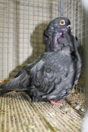 Cinsky holub, chinese owl pigeon, Chinesentaube 116 Lipsia 2017