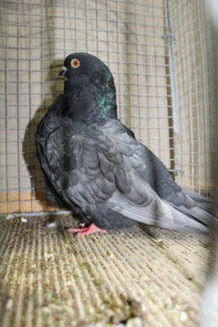 Cinsky holub, chinese owl pigeon, Chinesentaube 117 Lipsia 2017