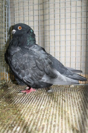 Cinsky holub, chinese owl pigeon, Chinesentaube 119 Lipsia 2017