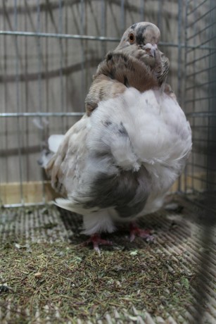 Cinsky holub, chinese owl pigeon, Chinesentaube 122 Lipsia 2017