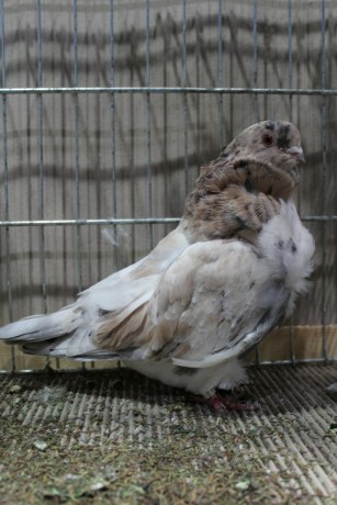 Cinsky holub, chinese owl pigeon, Chinesentaube 124 Lipsia 2017