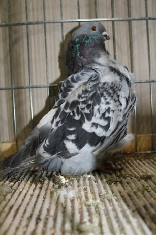 Cinsky holub, chinese owl pigeon, Chinesentaube 129 Lipsia 2017